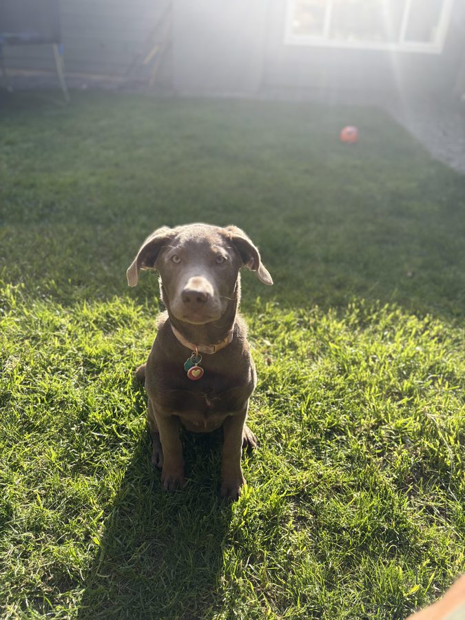 Lilo sitting in the backyard grass