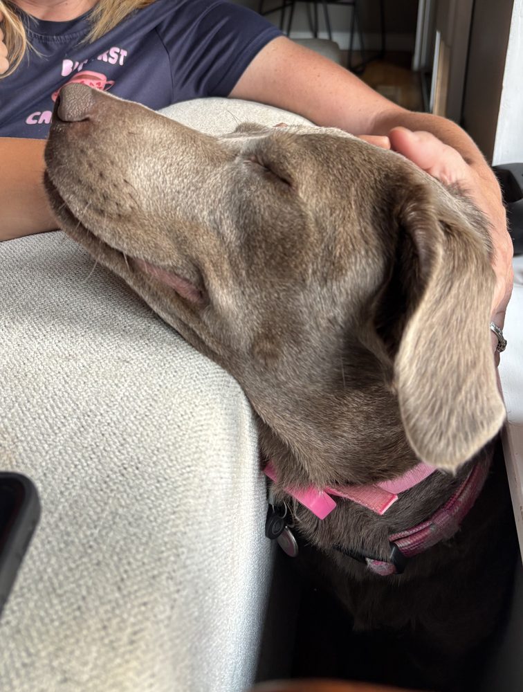 Lilo resting her head on the arm of a couch while being petted