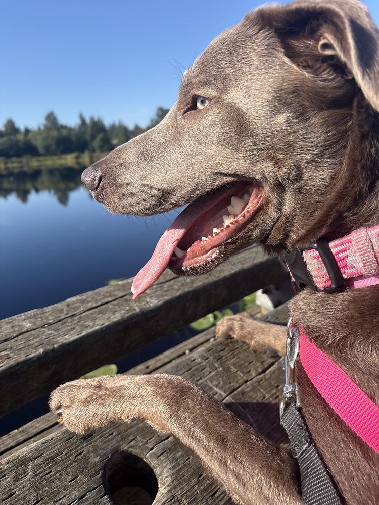 Lilo on a sunny dock beside a still lake, tongue out