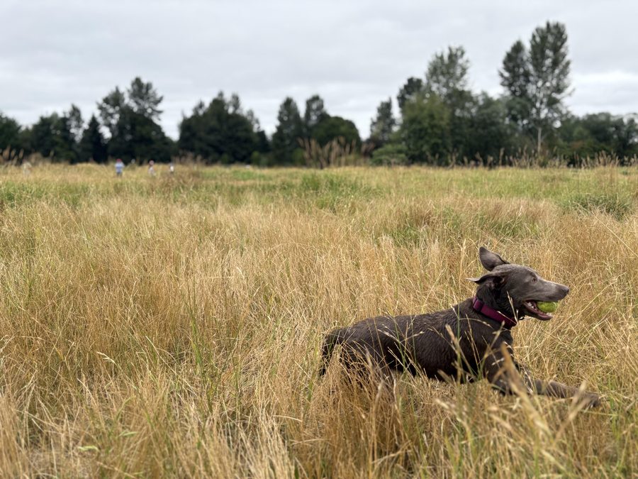 Lilo lying in a golden field with a tennis ball