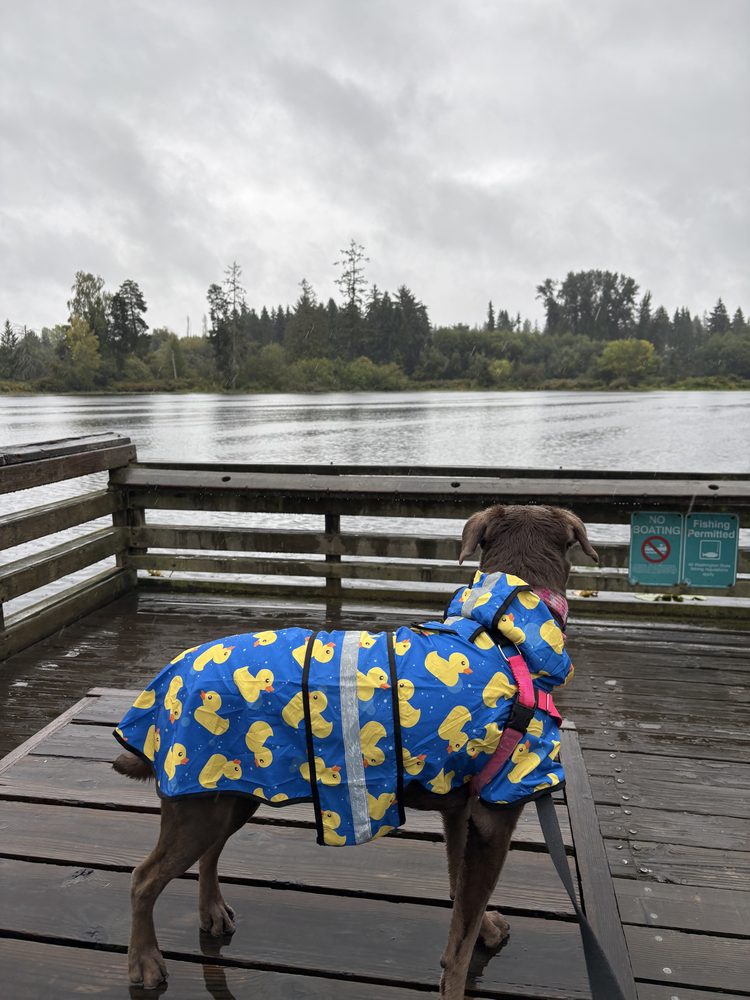 Lilo in a rubber-duck raincoat looking out over a lake from a rainy dock